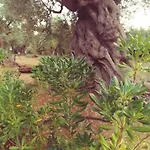 La Piana Degli Ulivi