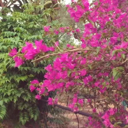 La Piana Degli Ulivi 4*