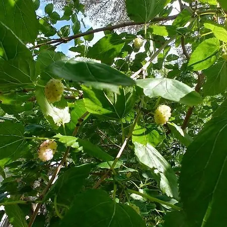 Bed & Breakfast La Piana Degli Ulivi 4*