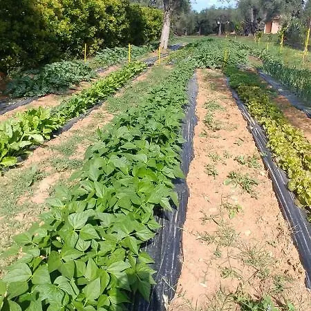 Bed & Breakfast La Piana Degli Ulivi Rossano