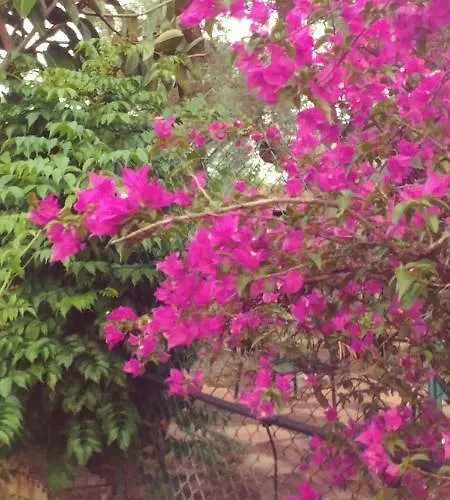 La Piana Degli Ulivi 4*