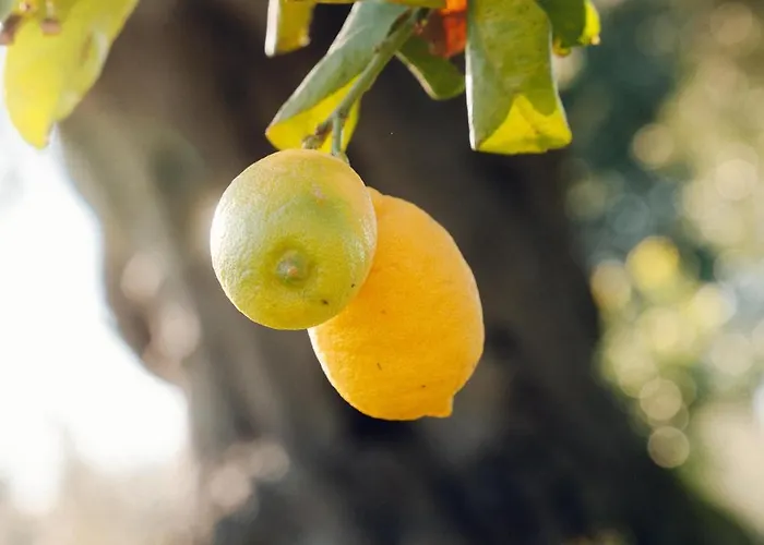 La Piana Degli Ulivi 4*