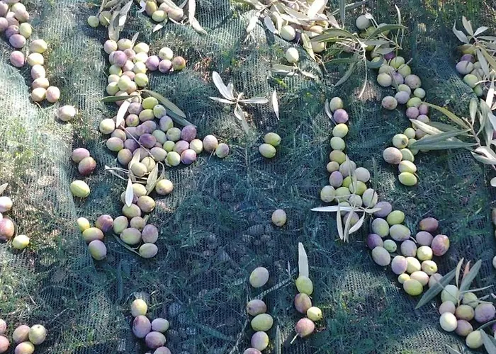 La Piana Degli Ulivi 4*