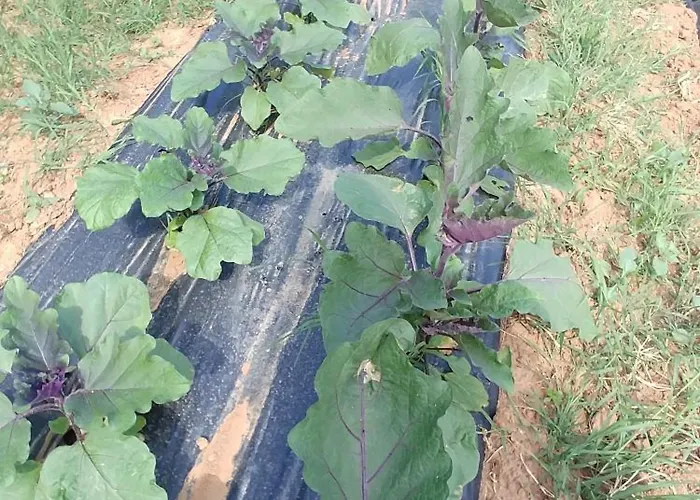 La Piana Degli Ulivi