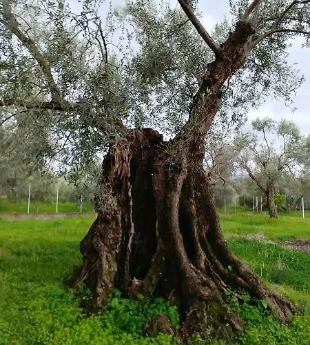 La Piana Degli Ulivi 4* Rossano