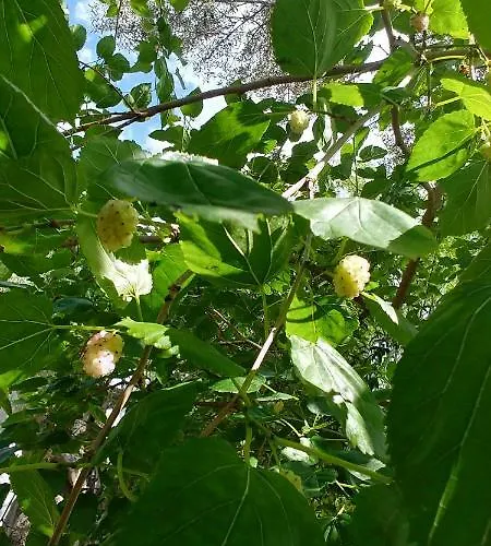 Alojamento de Acomodação e Pequeno-almoço La Piana Degli Ulivi 4*