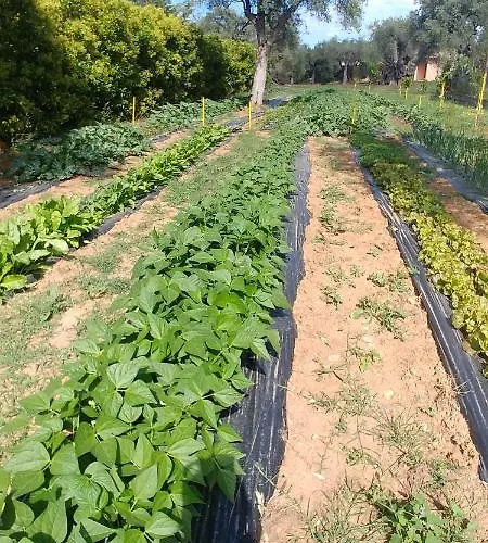 Alojamento de Acomodação e Pequeno-almoço La Piana Degli Ulivi Rossano