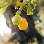 La Piana Degli Ulivi 3*