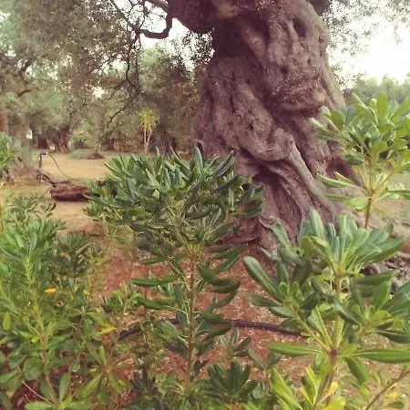 La Piana Degli Ulivi