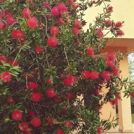 B&B La Piana Degli Ulivi 로사노