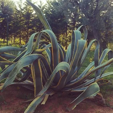 Bed & Breakfast La Piana Degli Ulivi