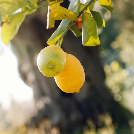 La Piana Degli Ulivi 4*