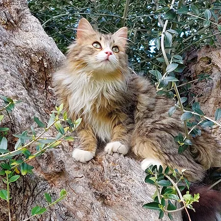 La Piana Degli Ulivi Rossano