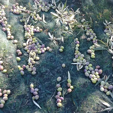 La Piana Degli Ulivi 4*