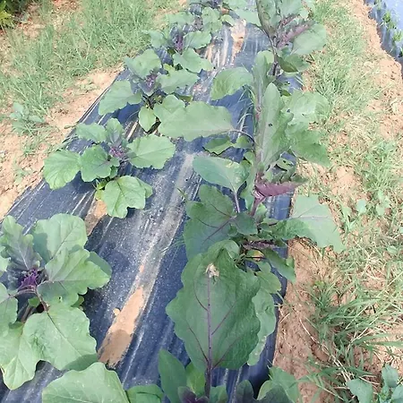 La Piana Degli Ulivi