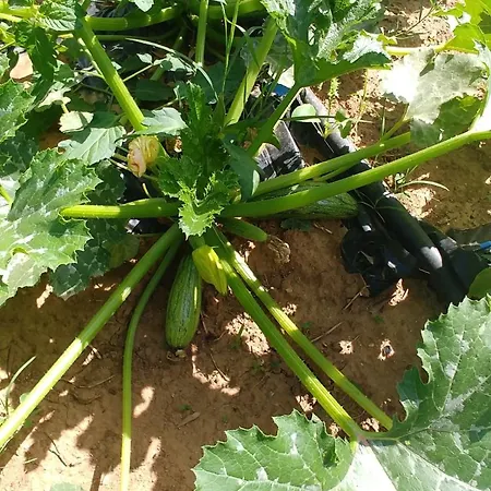 La Piana Degli Ulivi Bed & Breakfast Rossano