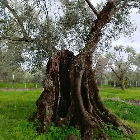 La Piana Degli Ulivi 3* Rossano