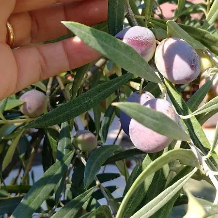 B&B La Piana Degli Ulivi