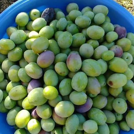 La Piana Degli Ulivi Bed & Breakfast Rossano