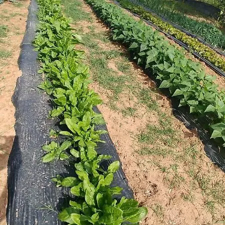 La Piana Degli Ulivi Bed & Breakfast Rossano