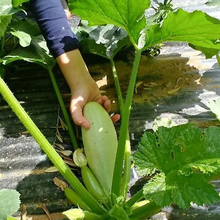 La Piana Degli Ulivi 로사노