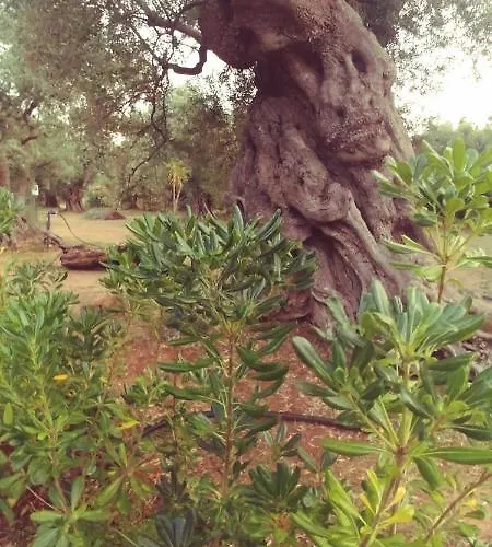 La Piana Degli Ulivi