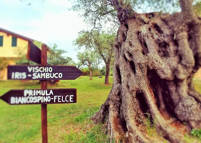 La Piana Degli Ulivi 4*