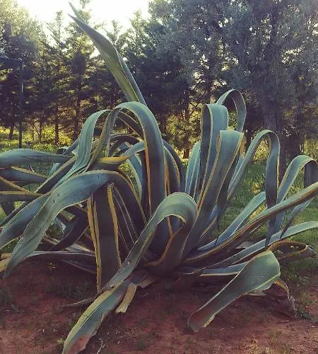 לינה וארוחת בוקר La Piana Degli Ulivi