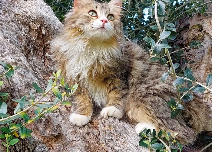 La Piana Degli Ulivi 罗萨诺