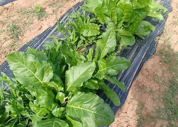 La Piana Degli Ulivi