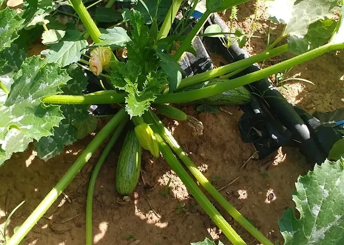 La Piana Degli Ulivi לינה וארוחת בוקר רוסאנו