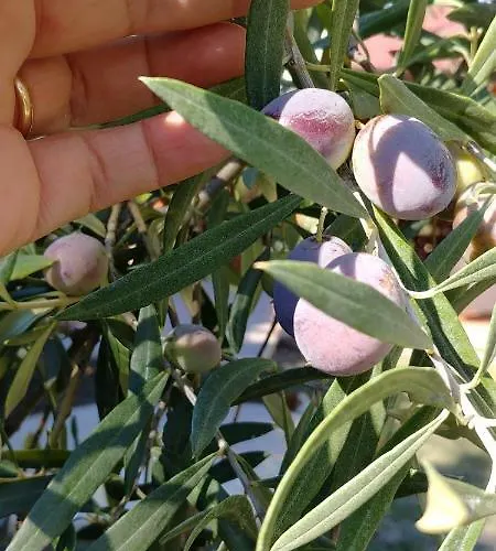 לינה וארוחת בוקר La Piana Degli Ulivi