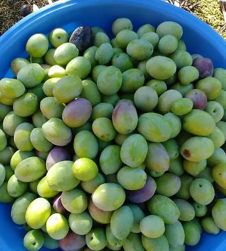 La Piana Degli Ulivi 住宿加早餐酒店 罗萨诺