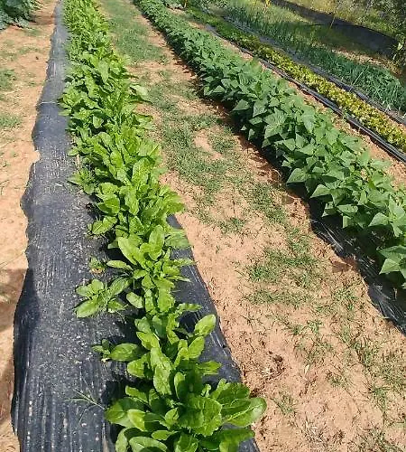 La Piana Degli Ulivi לינה וארוחת בוקר רוסאנו