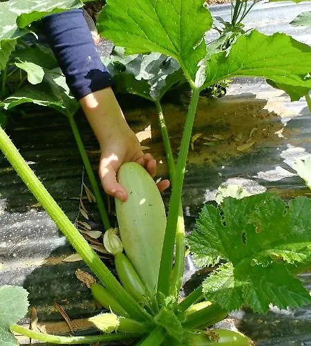 La Piana Degli Ulivi 罗萨诺